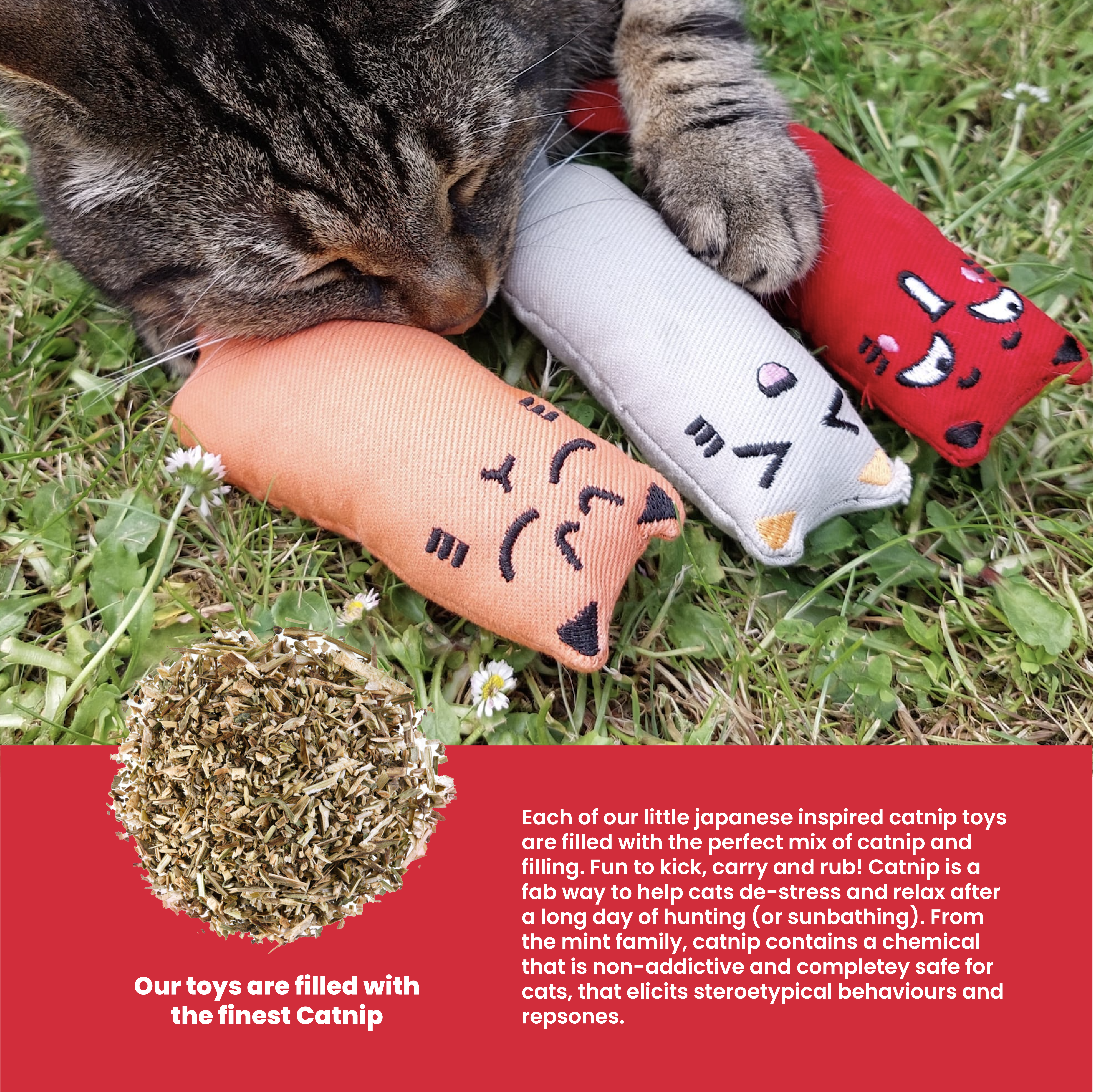 catnip-3-1 (1)