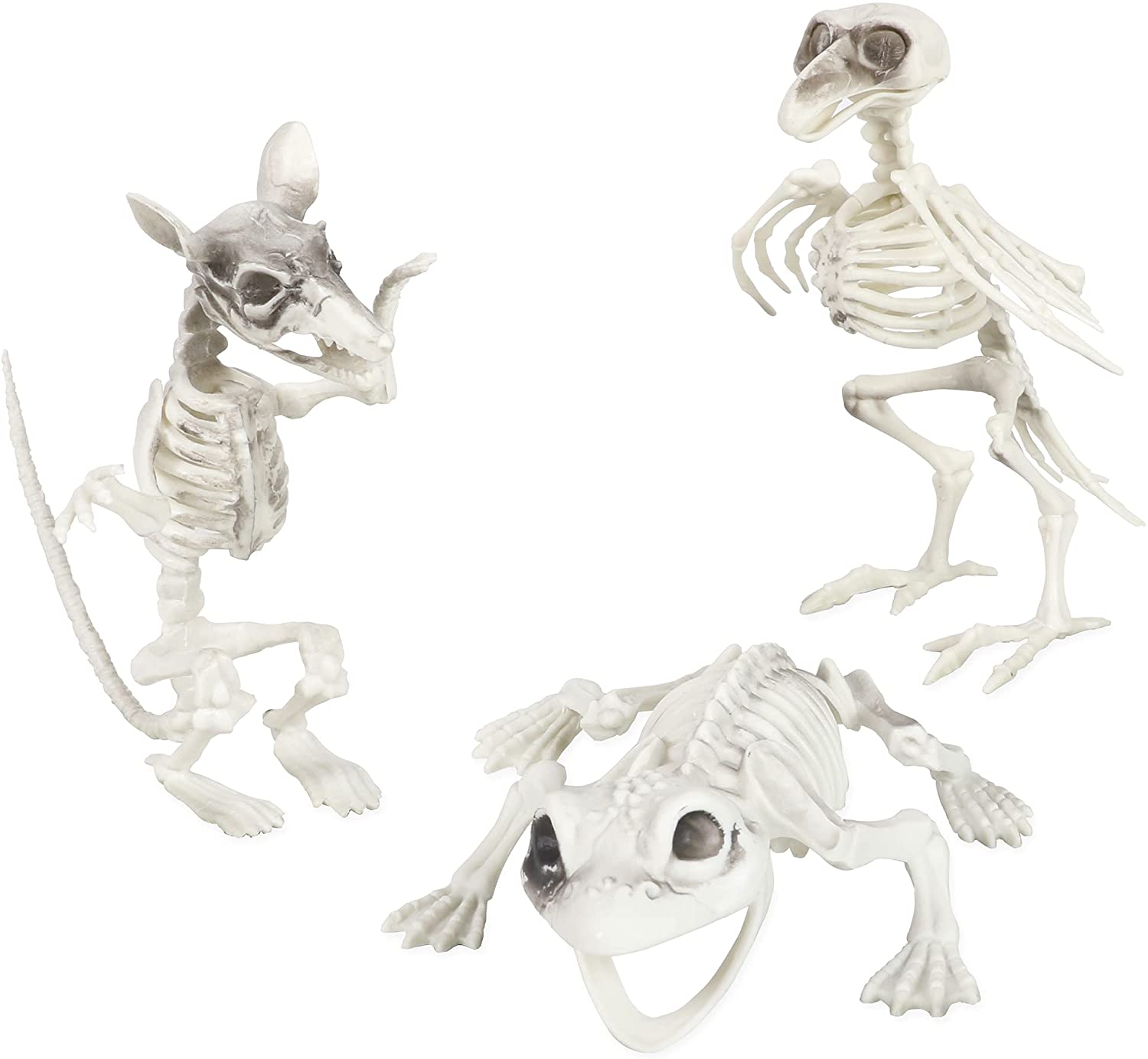 Plastic Animal Skeleton Pack | 3 Pcs | Crow, Frog & Rat